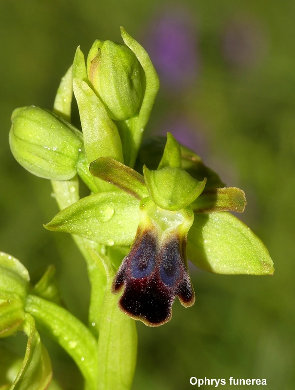 Il lago di Campotosto, orchidee, maltempo eschiarite! maggio/giugno 2023.